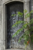 Rhus typhina - arbuste Staghorn Sumac poussant à côté de la porte d'entrée du mausolée abandonné bordé de feuille de contreplaqué peint, Montréal, Québec, Canada - septembre