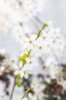 Prunus spinosa - fleur de prunellier