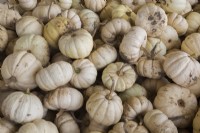 Cucurbita blanche 'Baby Boo' - Citrouilles en automne - Septembre