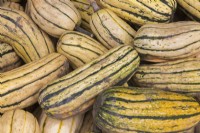 Cucurbita pepo 'Delicata' - Courge en automne - Septembre