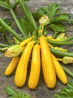 Cucurbita pepo con. giromontiina Yellowstar F1 sur planche de bois, été septembre