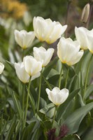 Tulipe 'Empereur Blanc'