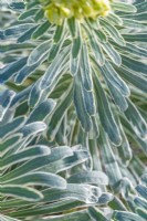 Euphorbia characias 'Glacier Blue' feuillage panaché au printemps - mars