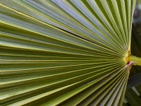Chamaerops humilis - feuille de palmier nain détail mi-mars Norfolk