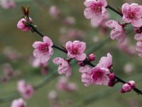 Prunus 'Kursar' ,hybride de Prunus campanulata le cerisier de Formose Norfolk