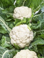 Brassica oleracea var. botrytis Koza Egoza, détail chou-fleur, automne octobre