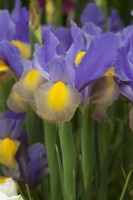 Iris hollandica 'Beauté gitane'
