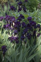 Iris 'Langport Wren'