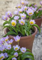 Tulipa saxatilis Groupe Bakeri 'Lilac Wonder' dans des pots en terre cuite
