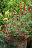 Salvia 'Jezebel' - sauge - dans un grand pot en terre cuite devant Euphorbia mellifera