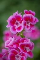 Pélargonium Flower Fairy Rose syn. 'Swero' - Série de fées de fleurs