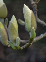 Boutons floraux de Magnolia denudata au début du printemps