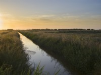 Phragmites australis - roseau commun sur banque de digue de drainage sur les marais de pâturage de Norfolk