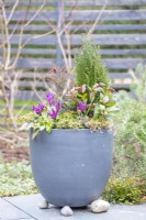 Pot d'hiver avec floraison Iris 'JS Dijt'