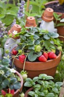 Herbes et fraises cultivées en pot.