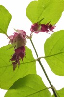 Leycesteria formosa 'Golden Lanterns' sur fond blanc - Chèvrefeuille de l'Himalaya