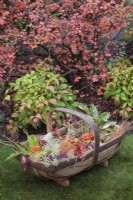 Sussex Trug de baies d'automne, têtes de graines, feuilles et fleurs sur la pelouse devant le parterre d'arbustes
