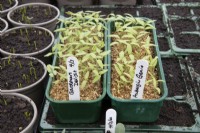 Les semis de tomates et d'aubergines 'Génie' de 'Gardener's Delight poussent à travers une couche de vermiculite dans une petite pépinière commerciale. Printemps.