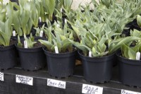 Diverses variétés de jeunes tulipes en pots à vendre avec des étiquettes de prix dans une pépinière. Feuillage uniquement. Comprend les variétés Finola Pink, Abba Red et Marquise de la Coquette. Le printemps. Feuillage uniquement.