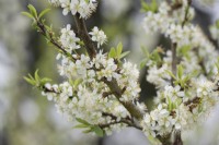 Prunus domestica 'Verity' - Fleur de prunier