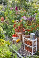 Tomates cultivées en pot 'Tumbling Tom', récolte et outils.