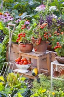 Tomates cultivées en pot 'Tumbling Tom', récolte et fourchette.