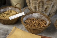 Graines de fèves (Sutton Dwarf) à vendre en vrac dans un panier dans un centre de jardinage.