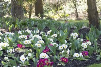 Primevères dans John's Garden à Ashwood Nurseries - Kingswinford - Printemps