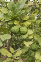Citrus hystrix - Kaffir Lime fruit poussant à l'intérieur d'une serre commerciale - Septembre