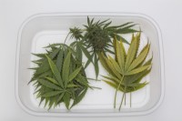 Cannabis sativa récolté - Feuilles de marijuana et têtes de fleurs dans un bac en plastique transparent sur une surface en carton blanc - Octobre