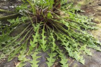 Taraxacum officinale - Plante de pissenlit poussant à travers un tissu géotextile noir à côté d'un poste de soutien à l'intérieur d'une pépinière commerciale - Septembre