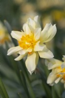 Narcisse 'Phénix lumineux'