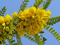 Sophora tetraptera - Kowhai en fleur mi-mars Norfolk