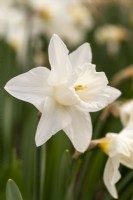 Narcisse 'Istrie'