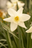 Narcisse 'Findhorn'