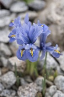 Iris reticulata 'Alida' - février
