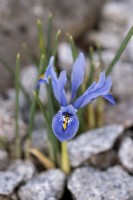 Iris reticulata 'Alida' - mars