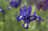 Iris x hollandica 'Valentine' - Mai