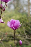 Magnolia x soulangeana 'Cléopâtre'