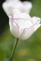 Tulipe 'Belicia' - Avril