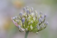 Agapanthe 'Windsor Grey' - Ouverture de la fleur - Juillet