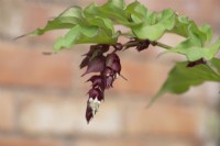 Leycesteria formosa - 'Purple Rain' - Chèvrefeuille de l'Himalaya - Août