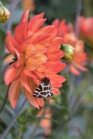 Arctia caja - Garden Tiger Moth sur fleur de dahlia 'Karma Fiesta'
