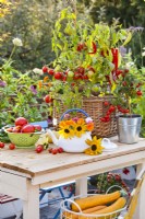 Tomates et poivrons cultivés en pot, passoire avec récolte et bouquet de fleurs dans une théière émaillée.