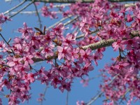 Prunus 'Collingwood Ingram' en fleur début avril Norfolk