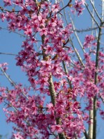 Prunus 'Collingwood Ingram' en fleur début avril Norfolk