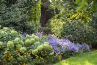 Hydrangea arborescens 'Annabelle' avec Aster x herveyi et Helenium autumnale 'Sahin's Early Flowerer' dans Adrian's Wood aux jardins de Bressingham à Norfolk - septembre