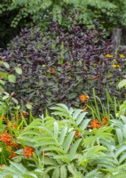 Melianthus major au premier plan avec Ageratina altissima 'Chocolate' et Crocosmia 'Severn Sunrise' - Septembre