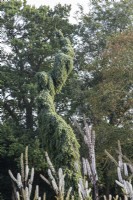 Picea omorika 'Pendula Bruns' avec Actaea simplex sous dans le jardin Dell aux jardins de Bressingham, Norfolk - septembre