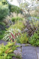 Plantation derrière la maison avec : Blechnum chilense ; Phormium cookianum subsp. hookeri 'Cream Delight' ; Phormium 'Platt's Black' ; Chionochloa rubra; Phygelius